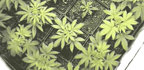 marijuana-giphy