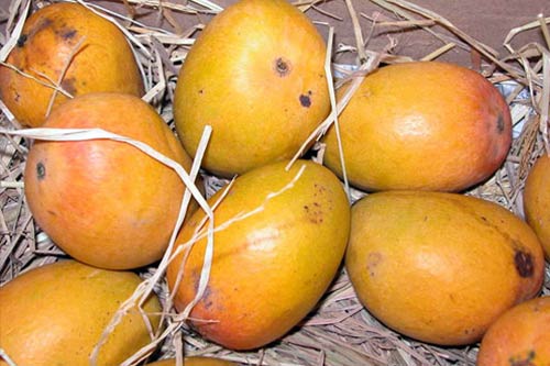 sindura mango